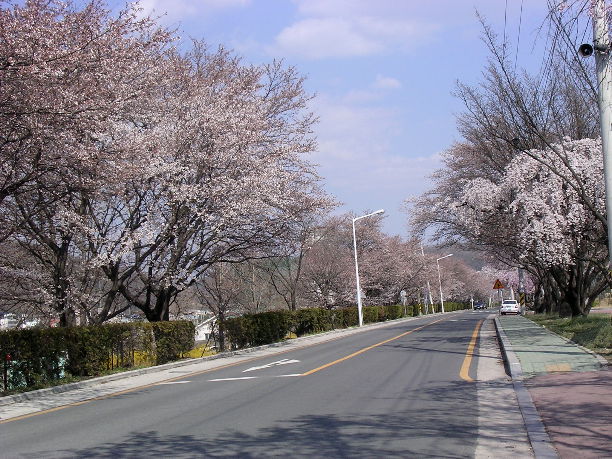 4월3일 벚꽃길 전경입니다.. 첨부사진